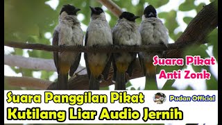 SUARA PANGGILAN PIKAT KUTILANG LIAR AUDIO JERNIH DAN ANTI ZONK