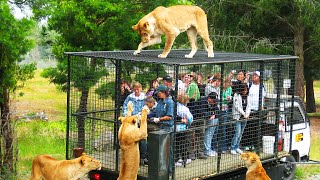 10 Schockierende Zoo-Angriffe auf Menschen!