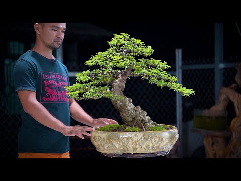 Video Thọ Bonsai - Số 200 ĐÃ BÁN - Mai Chiếu Thủy Nu Gò Công - youtube