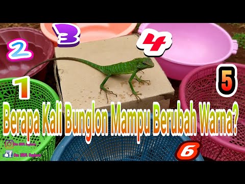 Video: Cara Mendapatkan Bunglon