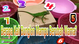 Cara Bunglon Berubah Warna