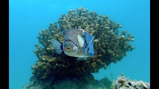 White Spotted Boxfish, La Ventana Bay, Bcs, Mx