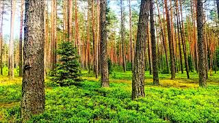 10 Hours Nature Sounds Woodland Birds Chirping-Relaxing Spring Birdsong Ambience-Forest Birds Singin