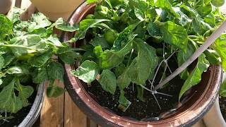 Yet another pepper growing in our garden this year.