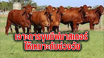 ขุนบีฟมาสเตอร์ ให้เหมาะกับช่วงวัย #วัวขุน #วัว #ตลาดวัว