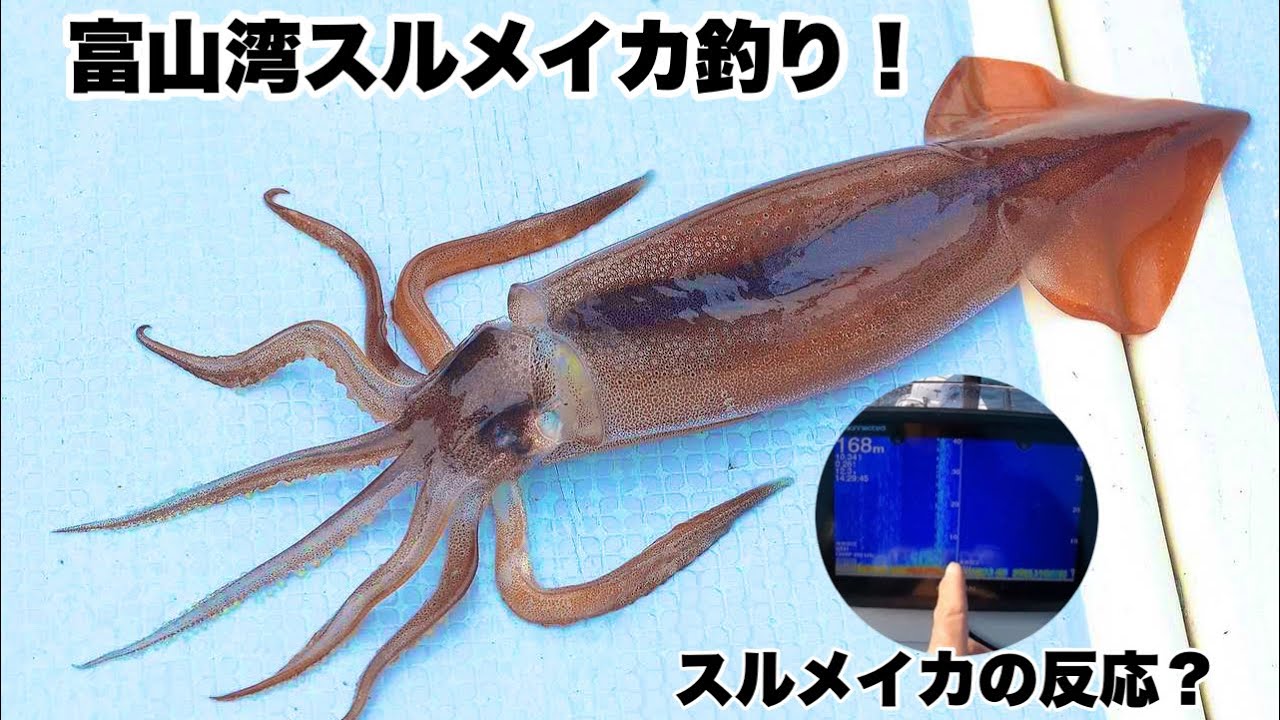 富山湾スルメイカ釣り！魚探の反応で釣る