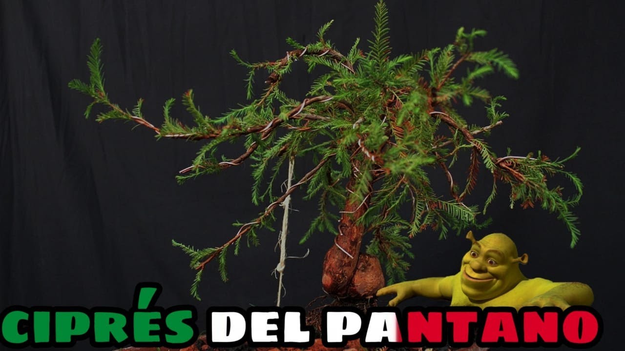 BONSAI Ahuehuete. un bonsai 100% mexicano. - YouTube