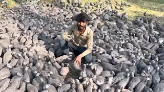 Asian Farmer Earn Millions Of Usd From This Chicken Breed - Guinea-Fowl Farm