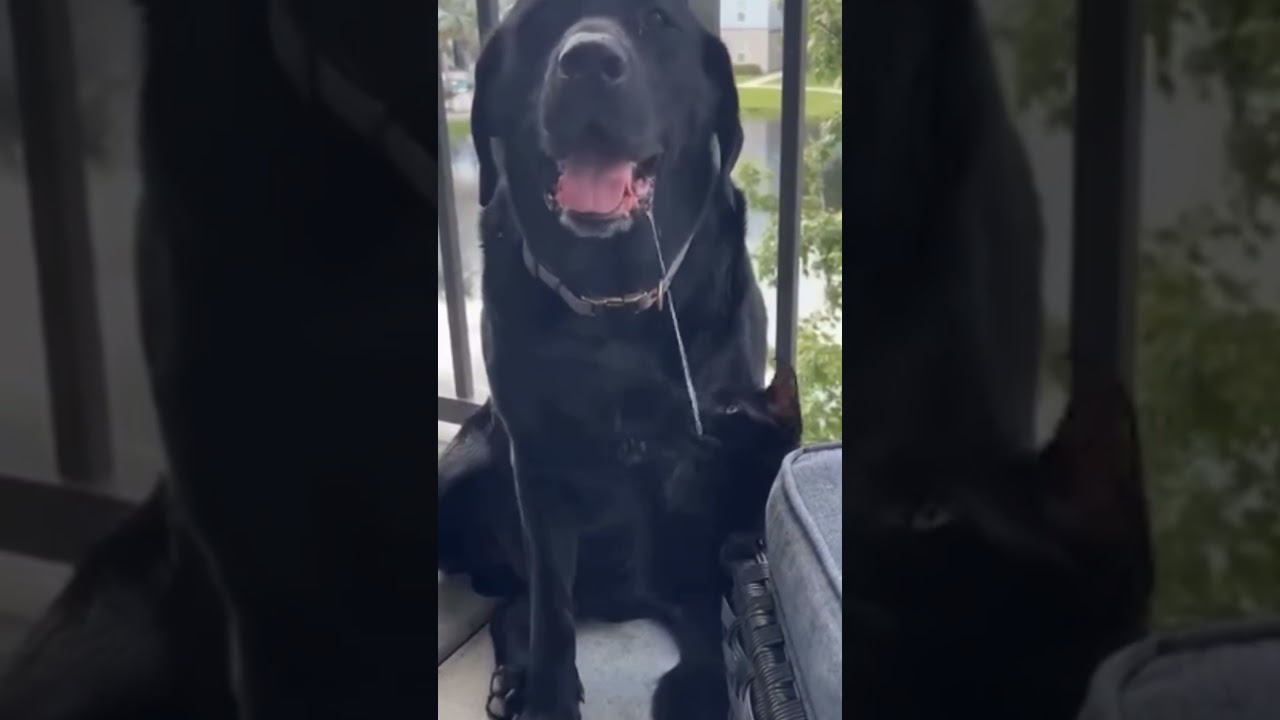 When your dog’s slobber becomes a new plaything for the cat 😂🐾