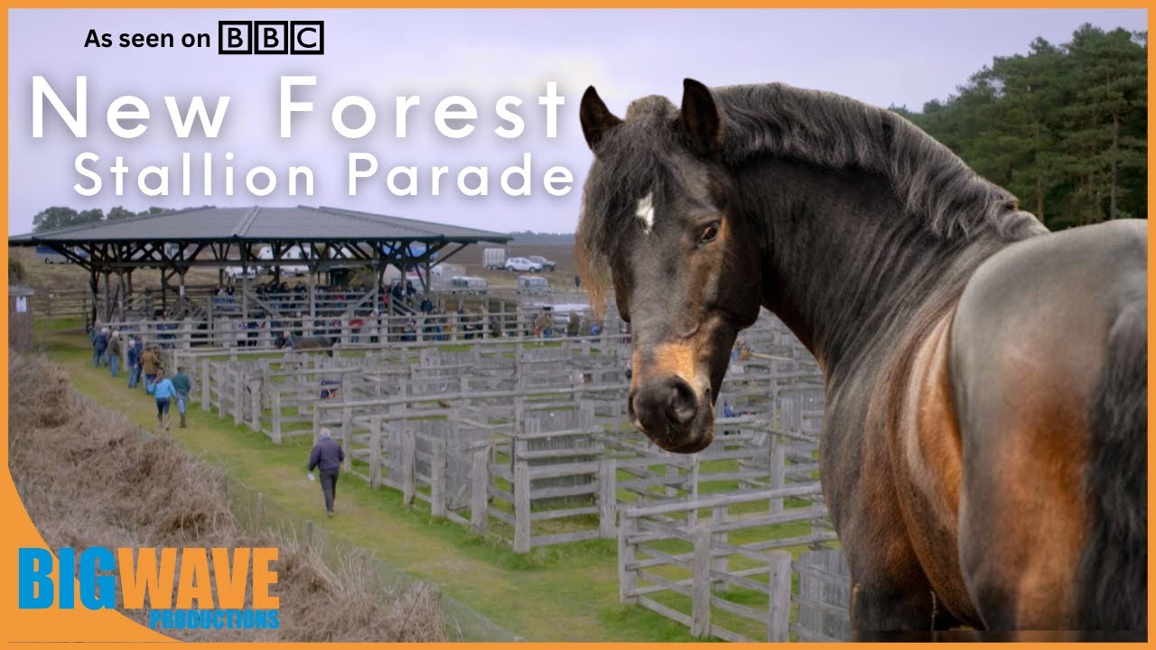 The New Forest - Stallion Parade (only the finest ponies are released)