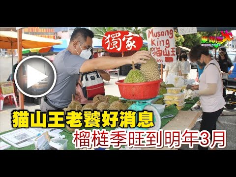 貓山王老饕好消息！榴梿季旺到明年3月