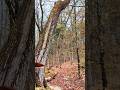 falling tree chainsaw EP 219 #wood #treecutting #tree #chainsaw #wheelsaw #treeremoval