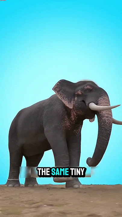 She this baby elephant and year ago this elephant not trying  to broke