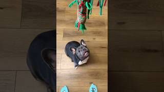 Французский круассан 🥐 #dog #dogs #dogshorts #bulldog #frechbulldog