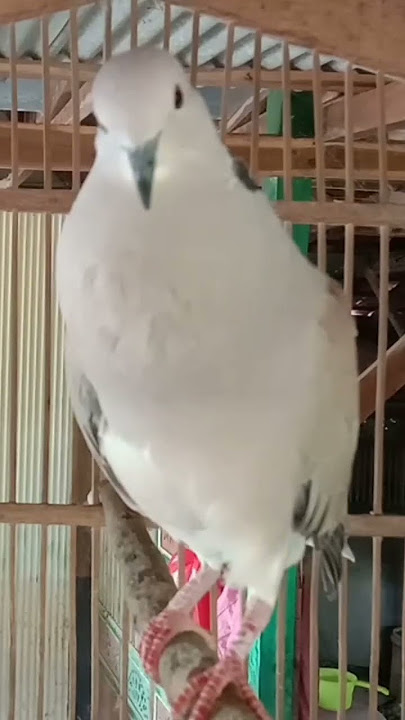 pancingan burung puter gacor lawan gampang respon