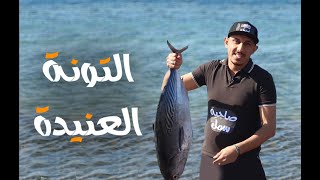 التونة العنيدة في الصاج - Stubborn tuna