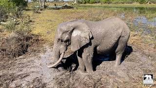 Mud Wallow | Jabu the elephant | Living With Elephants Foundation | Okavango Delta | Botswana