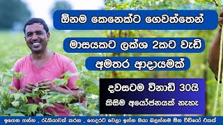 දවසටම විනාඩි 30 යි මාසේට ලක්ශ 2යි |  Top 6 Agriculture Home Business Ideas Sinhala In Sri Lanka