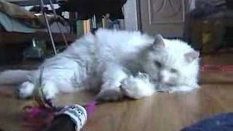 Video 3149411: turkish angora playing
