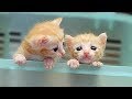 「かわいい猫」 笑わないようにしようとしてください - 最も面白い猫の映画 #241