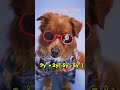 Can you solve Disco Dog's problem? He says probably not! #maths #gcse #indices #algebra #math