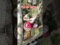 Pui de carne!