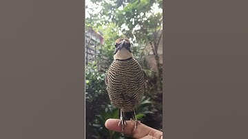 Burung Paok Jinak