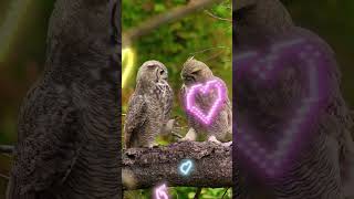 Owl 🦉 Love ❤️#Owl #Birds #Mflexsounds #Synthwave #Synthpop #Owllovers