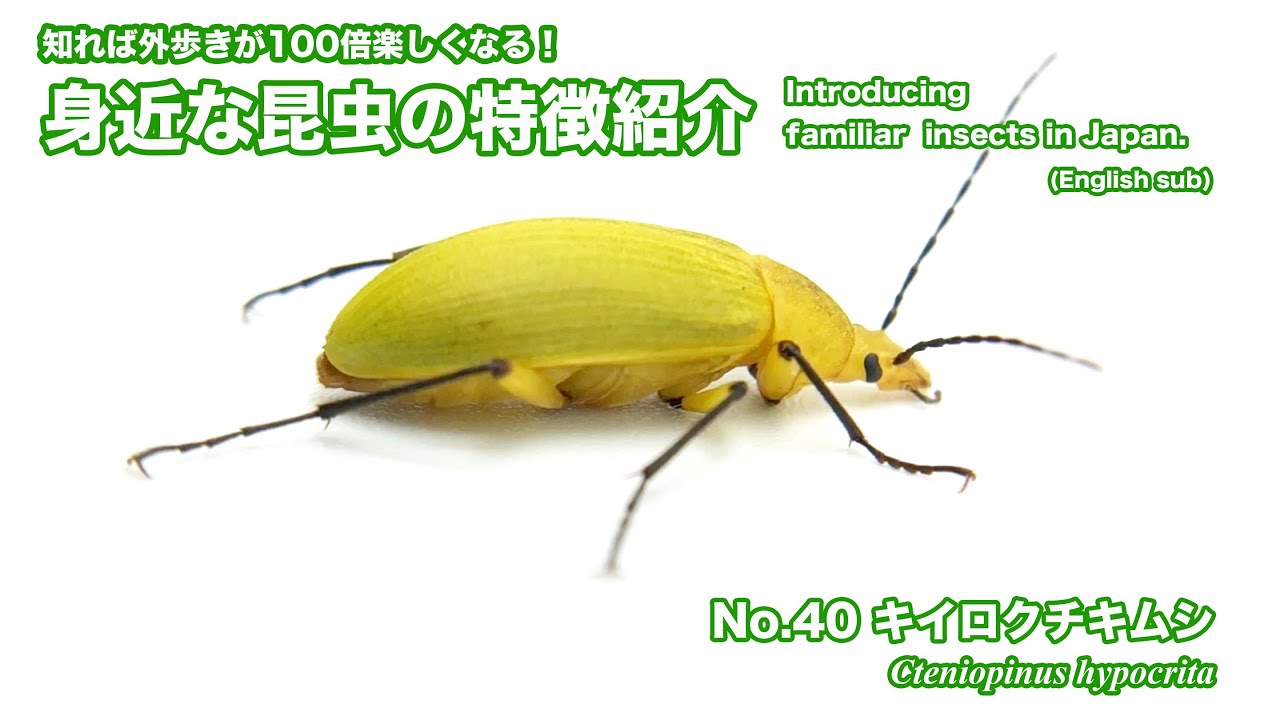 No 40 キイロクチキムシ 知れば外歩きが100倍楽しくなる 身近な昆虫の特徴紹介 Youtube