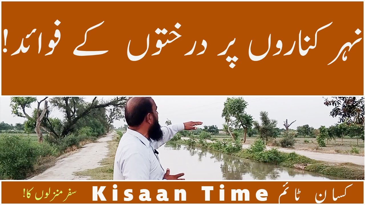 Plants of Canals Benefits of trees on Canal side trees Canal side plantation kisaan time کسان ٹائم