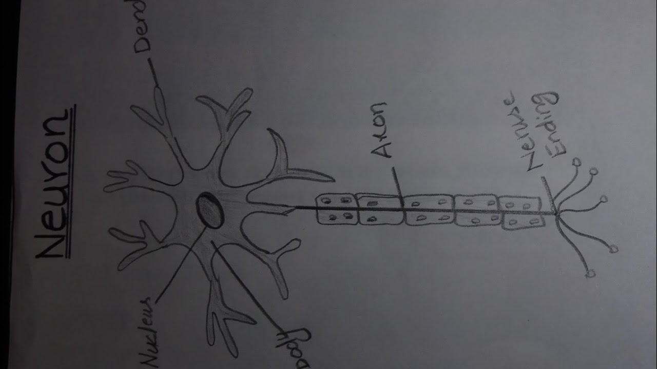 How TO Draw neuron cell easy//draw nervous system easy ️ - YouTube