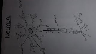 How TO Draw neuron cell easy//draw nervous system easy✏️