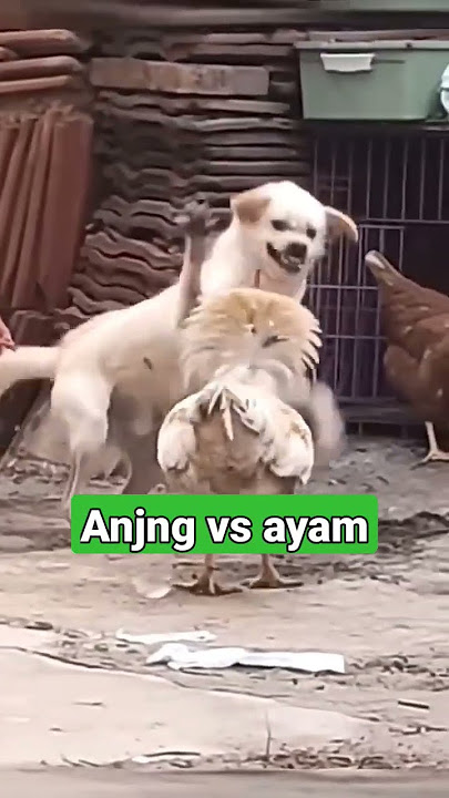Ayam vs anjing gelut.....