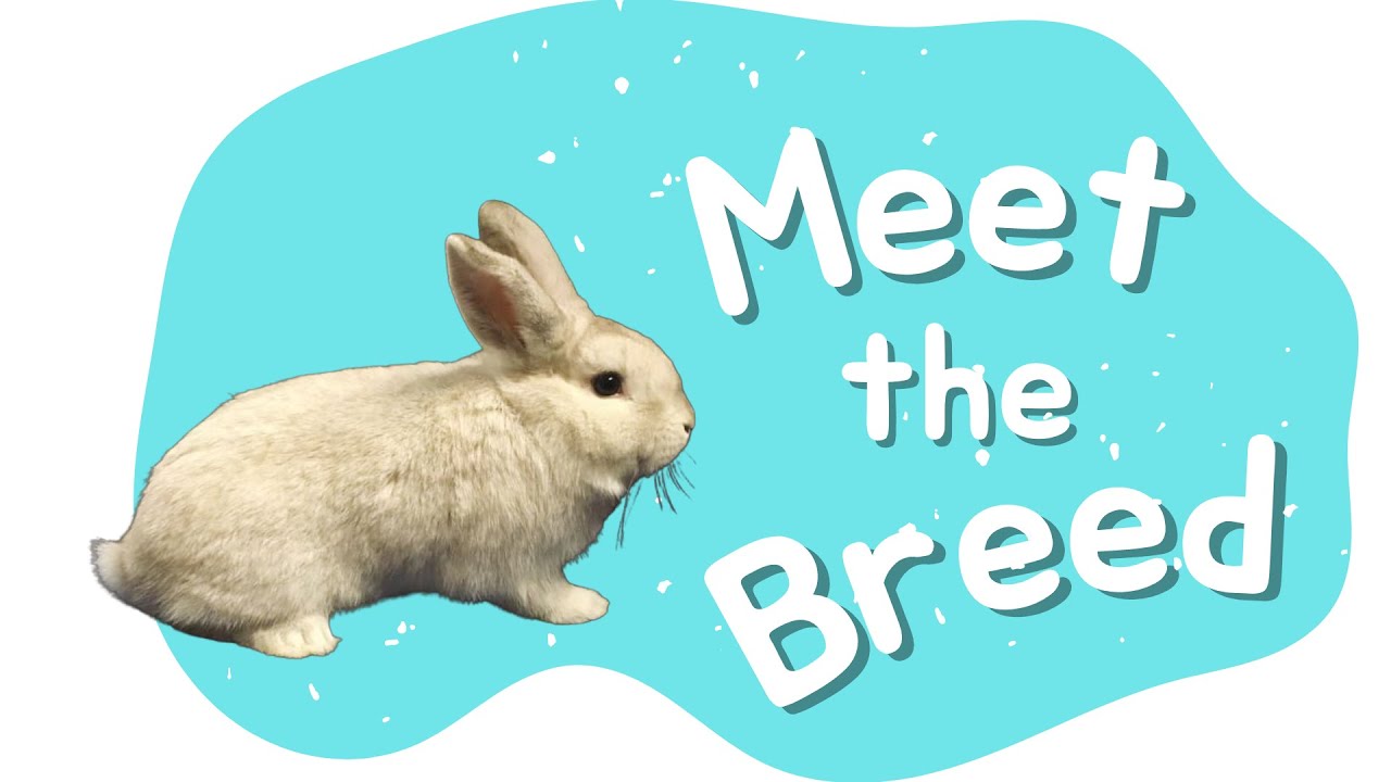 Czech Frosty Rabbit | Meet the Breed - Episode 2 - YouTube