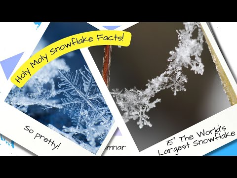 I Love Snowflakes - Holy Moly Quick Facts