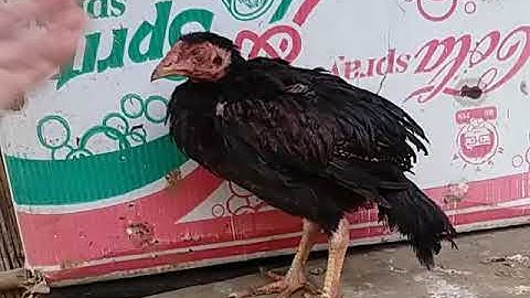 Qaib txia tsis xam, tso quav dawb thiab tso quav ntsuab