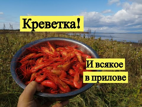 Видео: Креветка! И всякое в прилове / Saltwater shrimps at Sakhalin Island