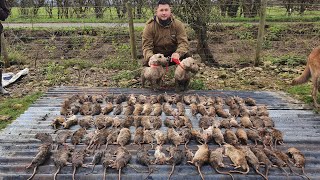 Mr porky Ratting with terriers at pig farm