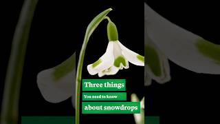 3 things you need to know about snowdrops #wintergardens