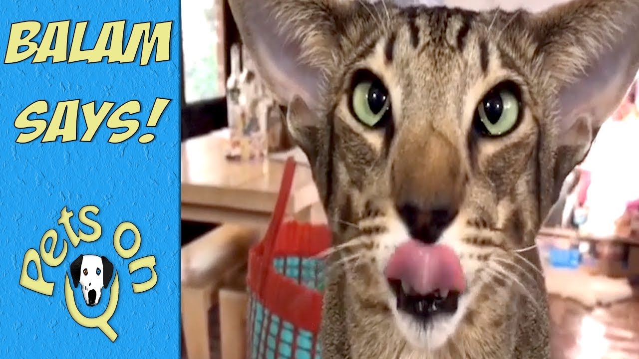 Balam Says is a funny cat - YouTube