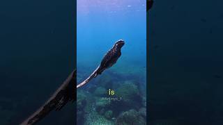 The sea Godzilla That Eats Seaweed #marinelguana #animalfacts #natureshorts #wildlifefacts #shorts