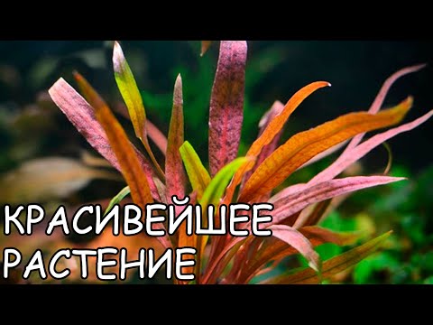 Video: Cryptocoryne - Nroj Tsuag Rau Cov Thoob Dej Yug Ntses