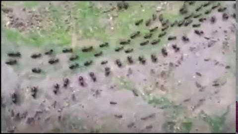 Soldier ants and soldier termites in a stand off while their respective trails pass 🐜 ⠀