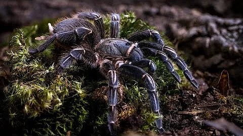 Are striped knee tarantulas aggressive?