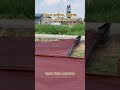 【En Live】Comment le Shang Yun Sha illumine les moments forts | Inspiration