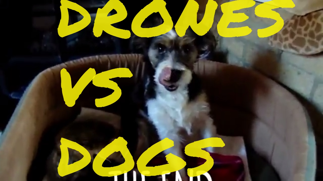 Drones vs dogs