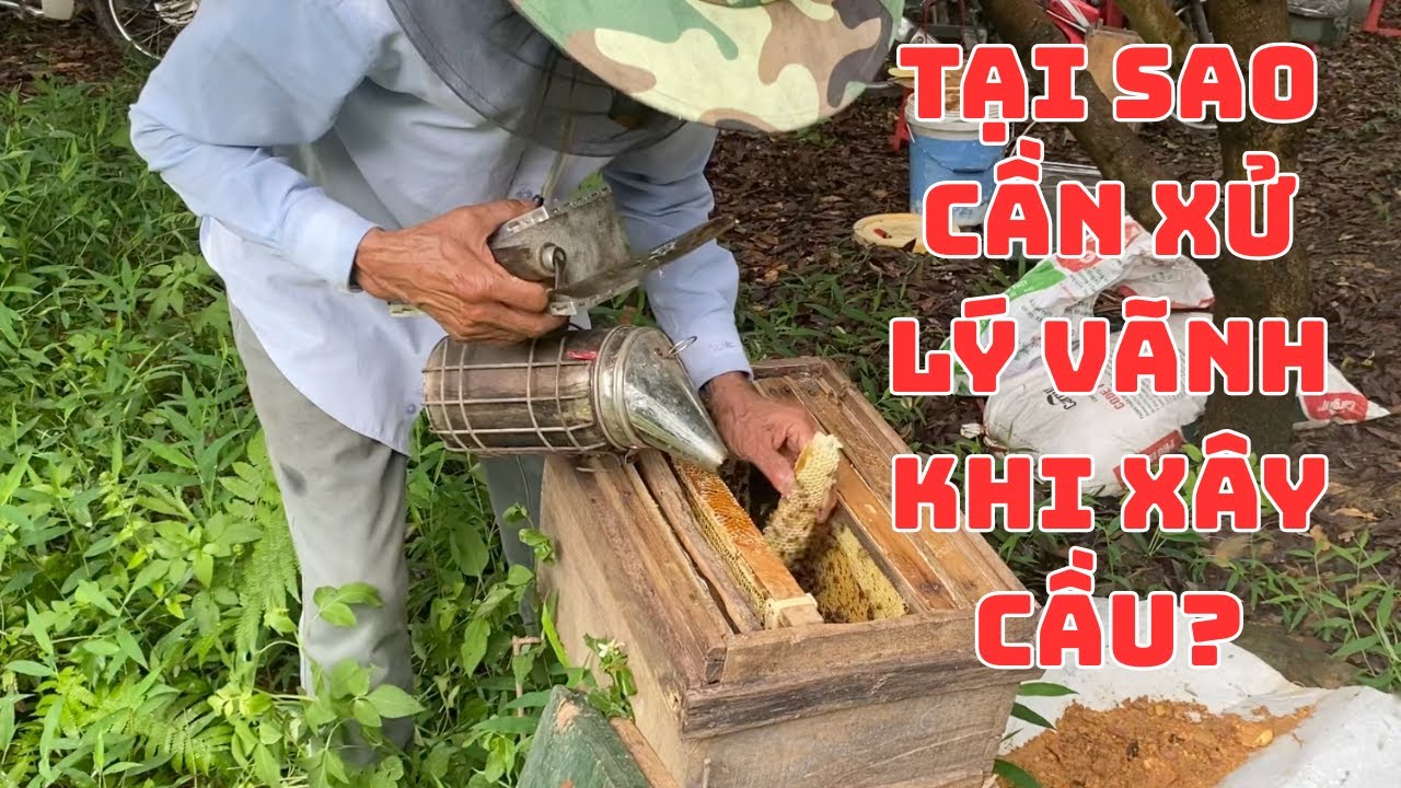 Sự Thật Ít Ai Nói: Vì Sao Phải Xử Lý Vãnh Trước Khi Cho Ong Xây Cầu Mới?