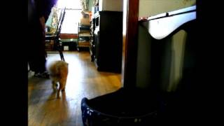 The Delta Humane Society of Louisiana