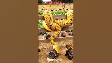 🐍Golden Monster & The Quilled Guardians😱