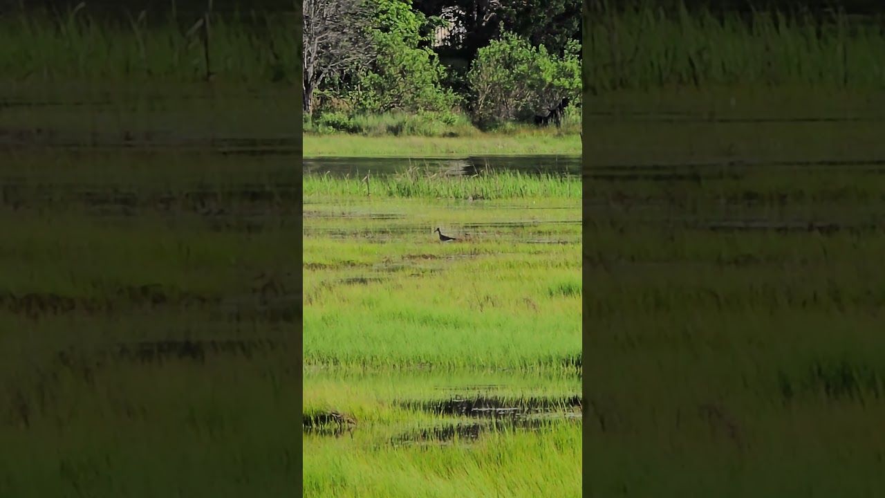 BIRDS - Greater Yellowlegs Hunting and Catching Fish